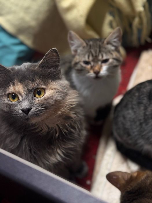 Неповторна Соня шукає дім