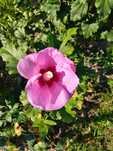 hibiskus ogrodowy ketmia syryjska