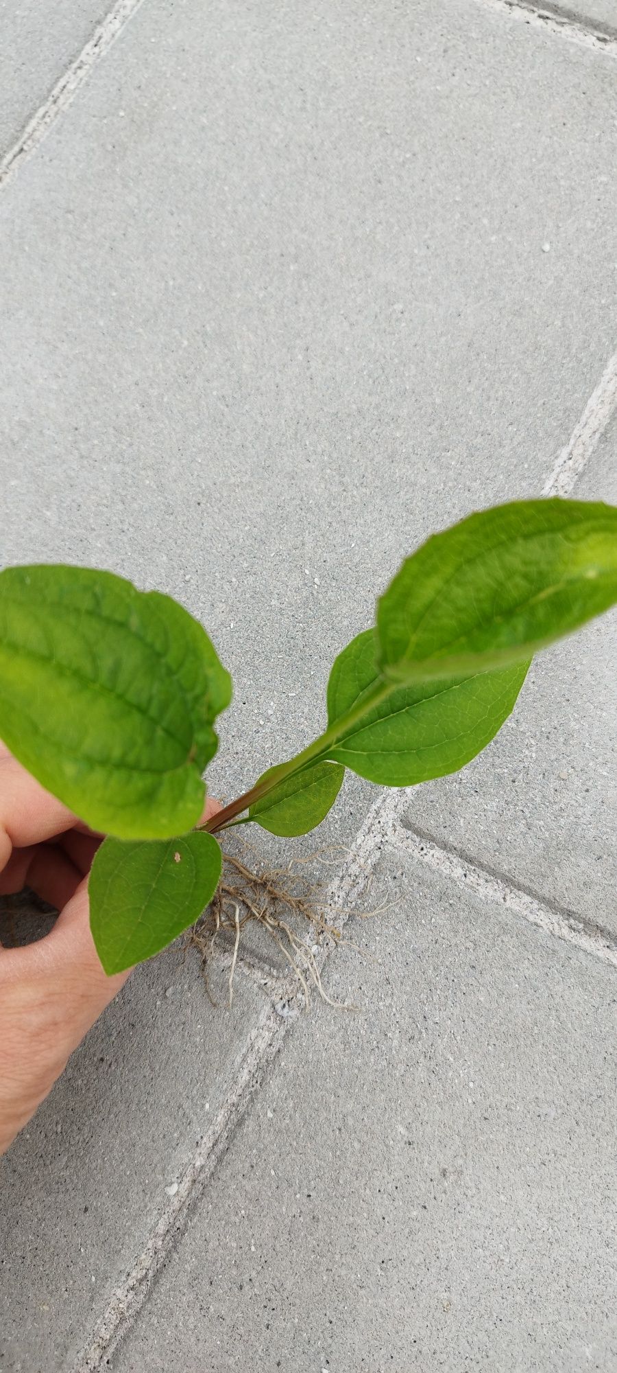 Jeżówka purpurowa Echinacea