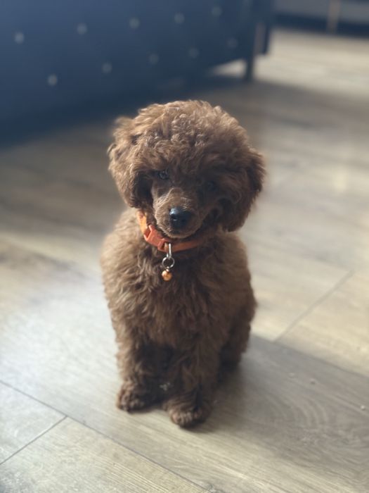 Pudel toy Red Brown