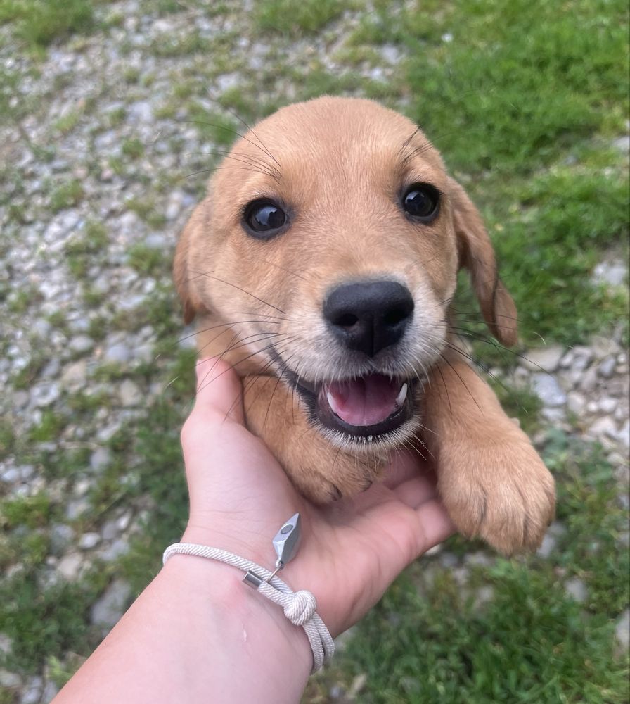 Szczeniaki Beagle