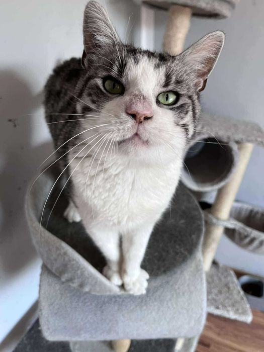 Prześliczny kocurek BAZYL czeka na domek !