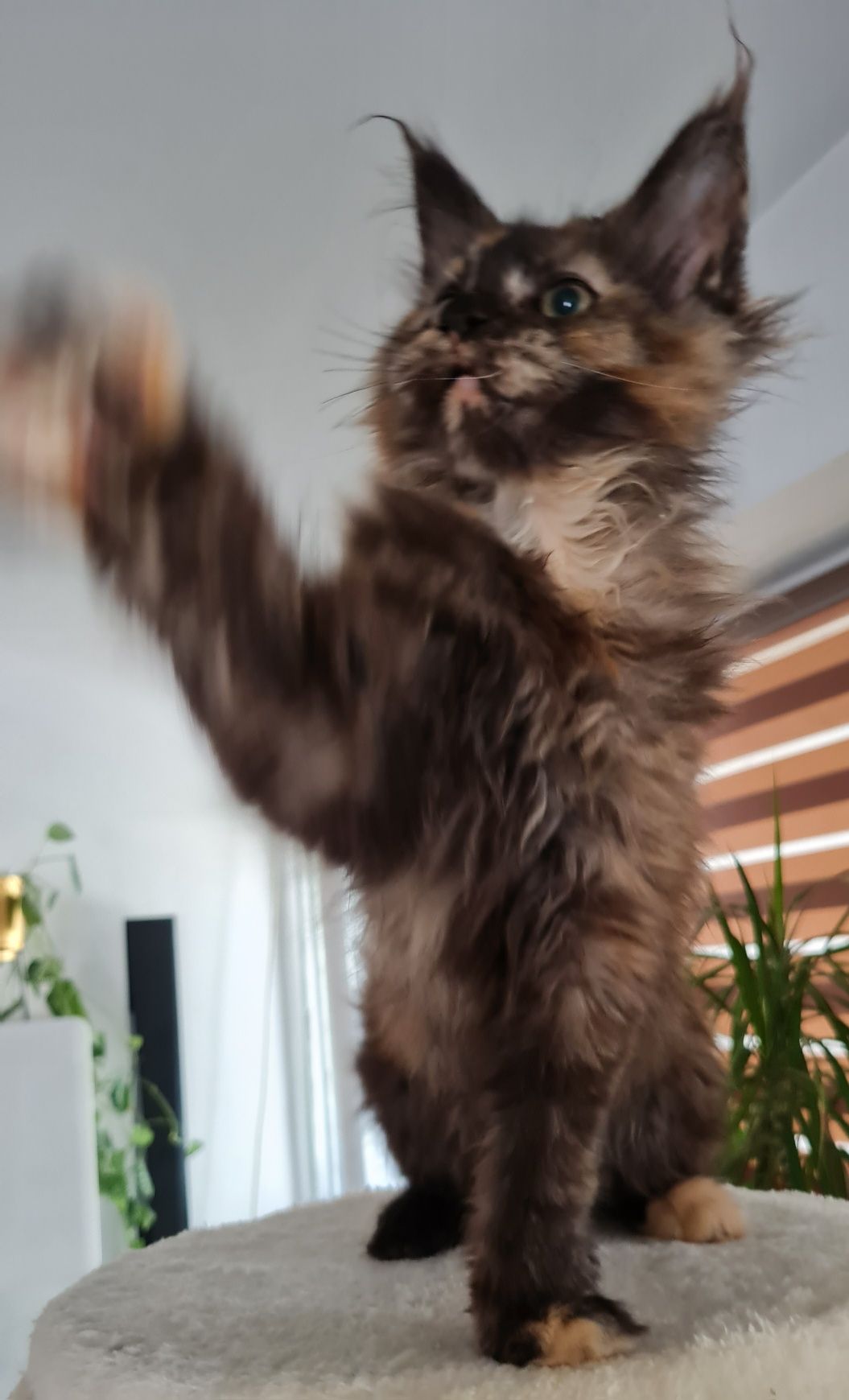 Maine coon  kotka  czarna  szyrkletka