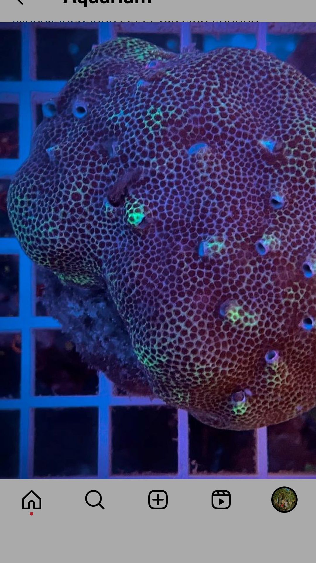 Montipora porites sps koral