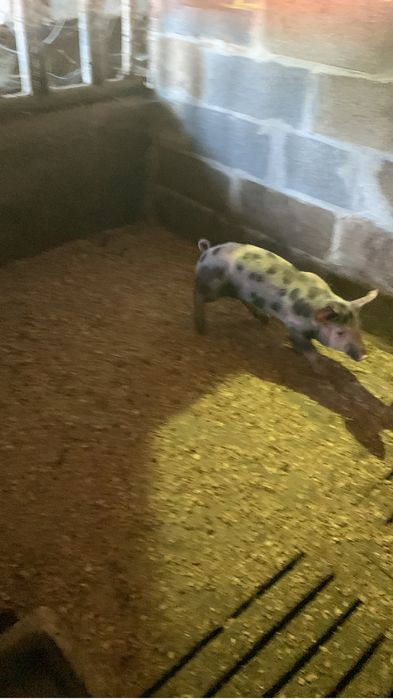 Vendo leitoas pietra com duroc