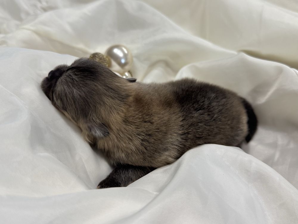 Szpic miniaturowy, pomeranian mini mini OFELIA