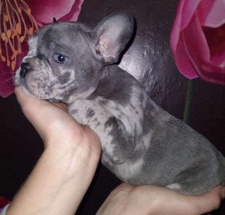 Голубые Мерле девочка и мальчик