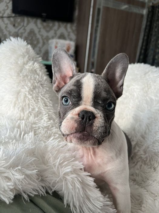 Вязка. Случка. Французский бульдог