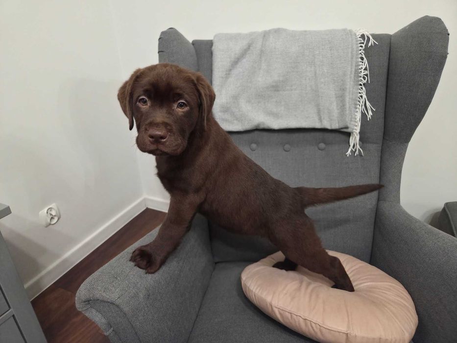 Labrador Retriever - ZKwP (FCI) - Czekoladowa suczka