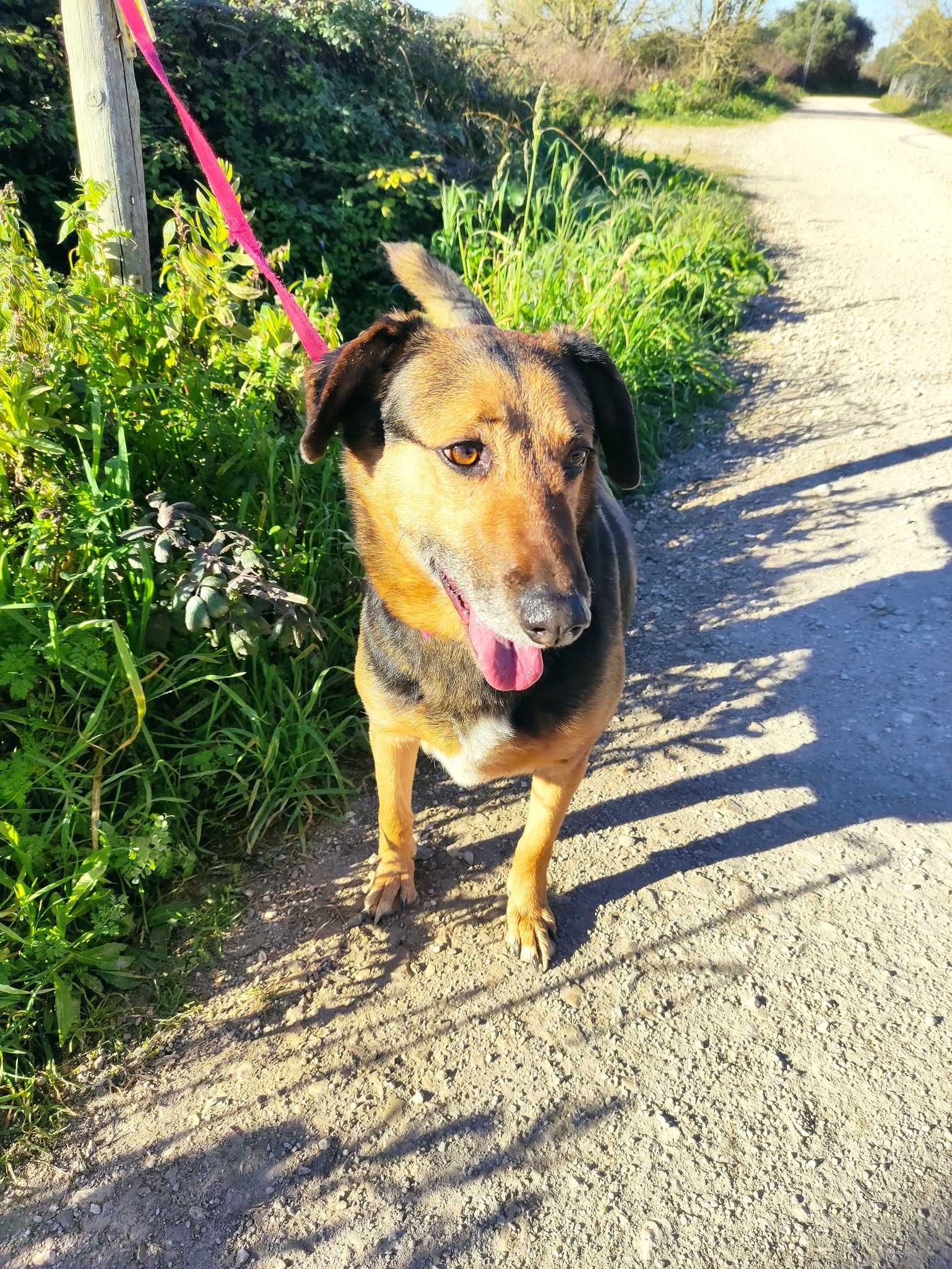 Abel - cão porte médio para adoção