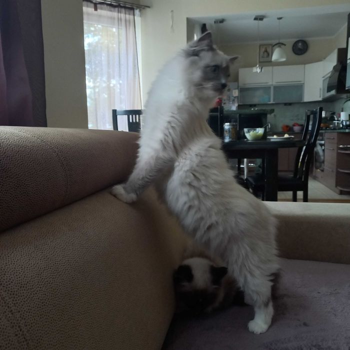 Ragdoll piekny kocur FPL do hodowli