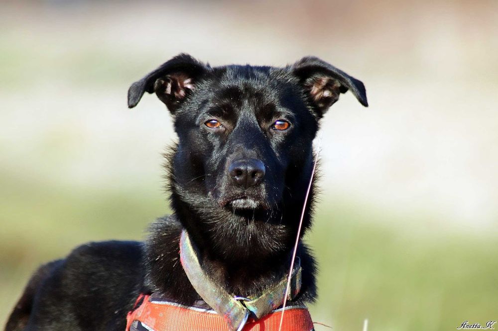 Cudowny PIKO prosi o dom stały lub tymczasowy!