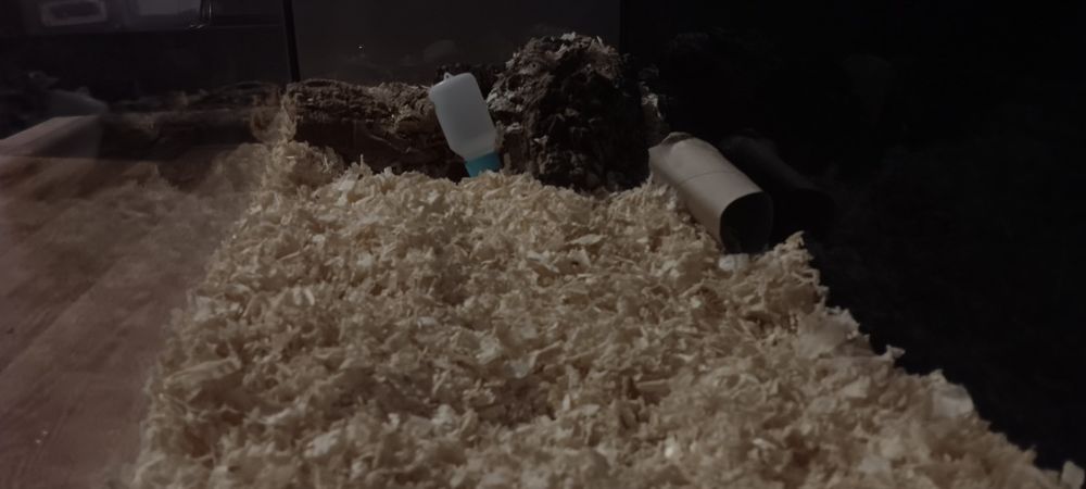 Chomik dżungarski + akwarium 105l