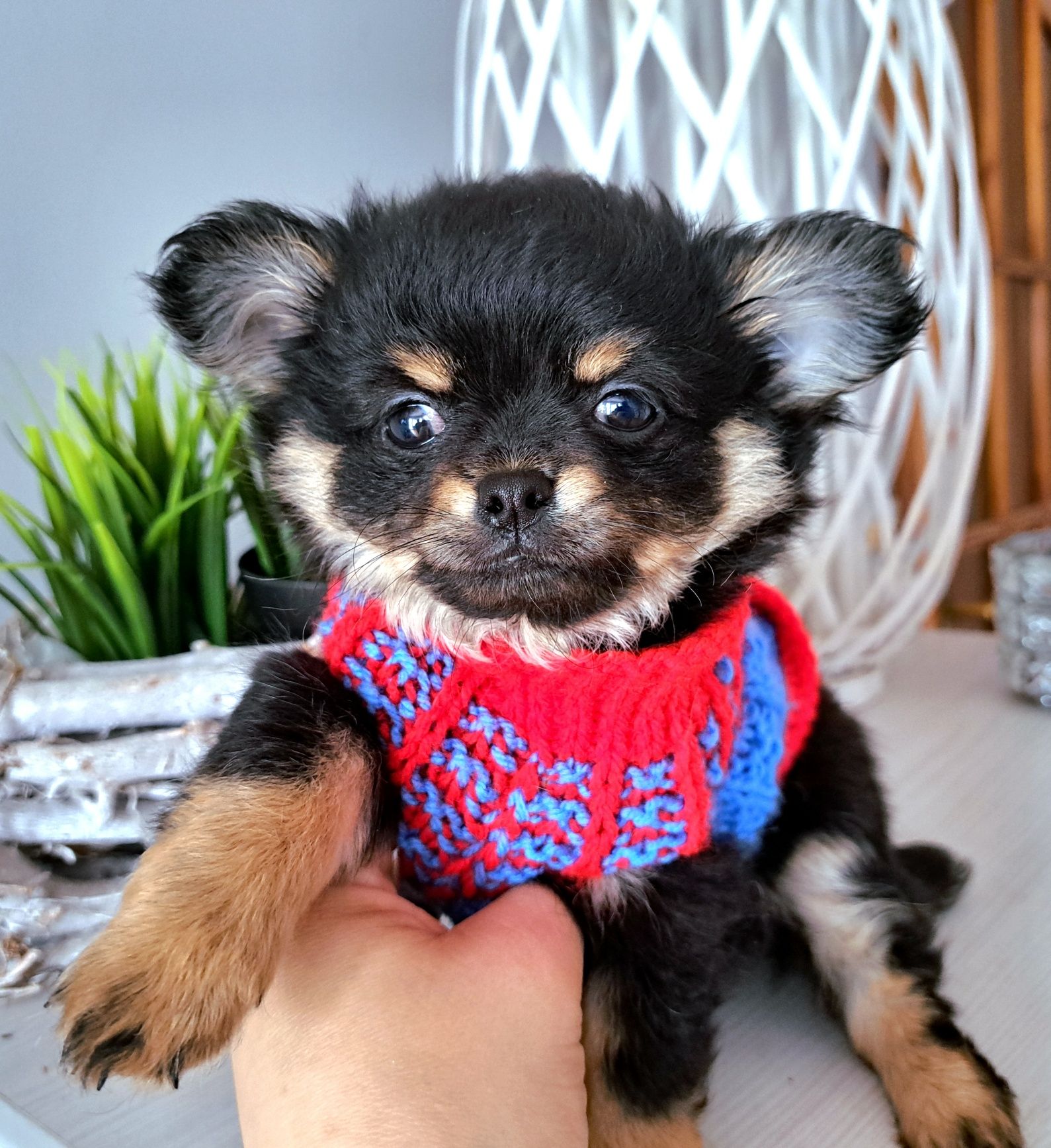Piękny długowłosy chłopiec Chihuahua DO ODBIORU