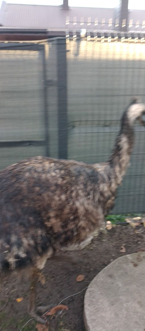 Wesoły struś emu