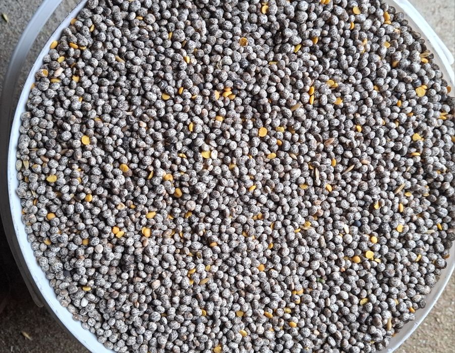 Łubin żółty słodki