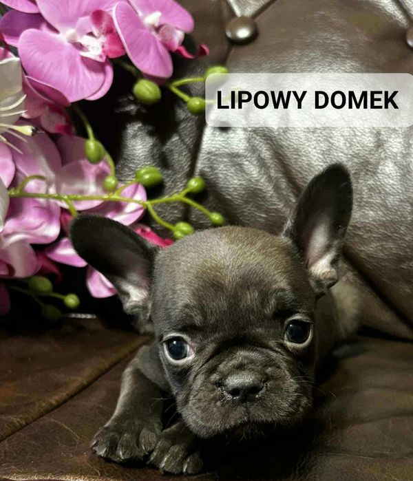 Śliczny Buldog Francuski !