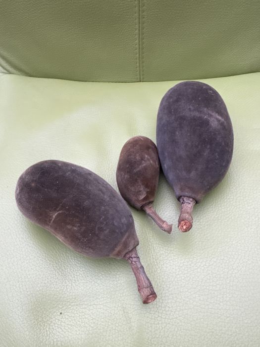 Baobab Madagaskar owoc do celow edukacyjnych