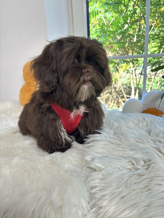 Shih tzu Czekolad z genem pełny rodowód ZHPR UCI