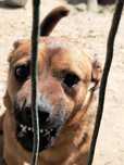 104996 Killer do adopcji
