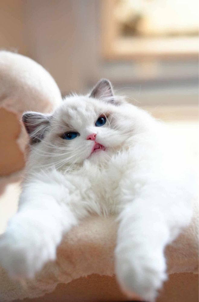 Kocurek Gucio seal mitted  ragdoll ragdolle kocur kocury