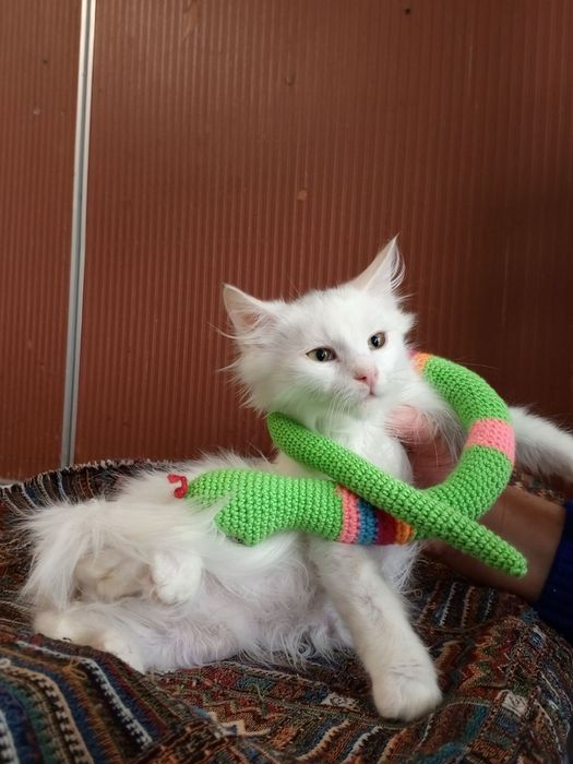 Белый котенок 4мес пушистый ангорский котик білий котята кошеня