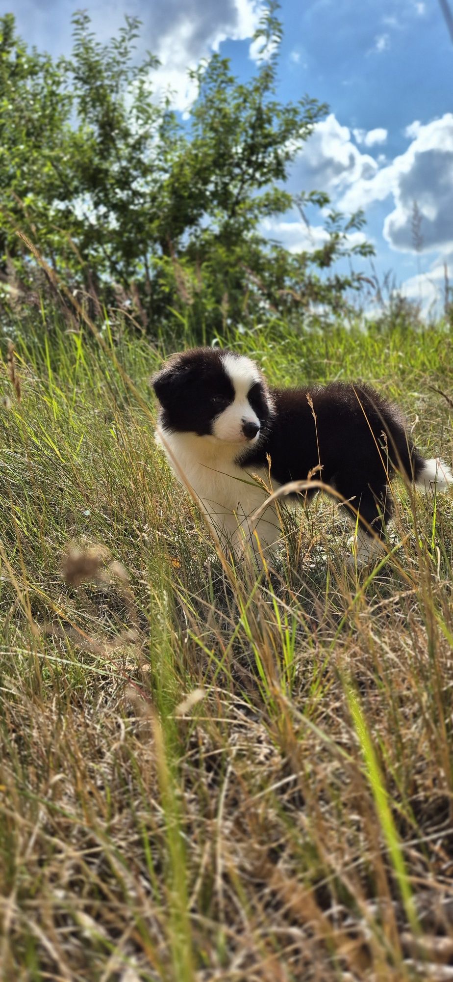 Border collie piesek