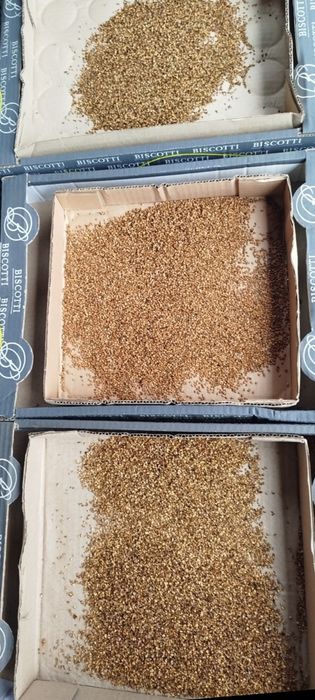 Насіння піраканти,барбарису,горобини,бірючинита інше