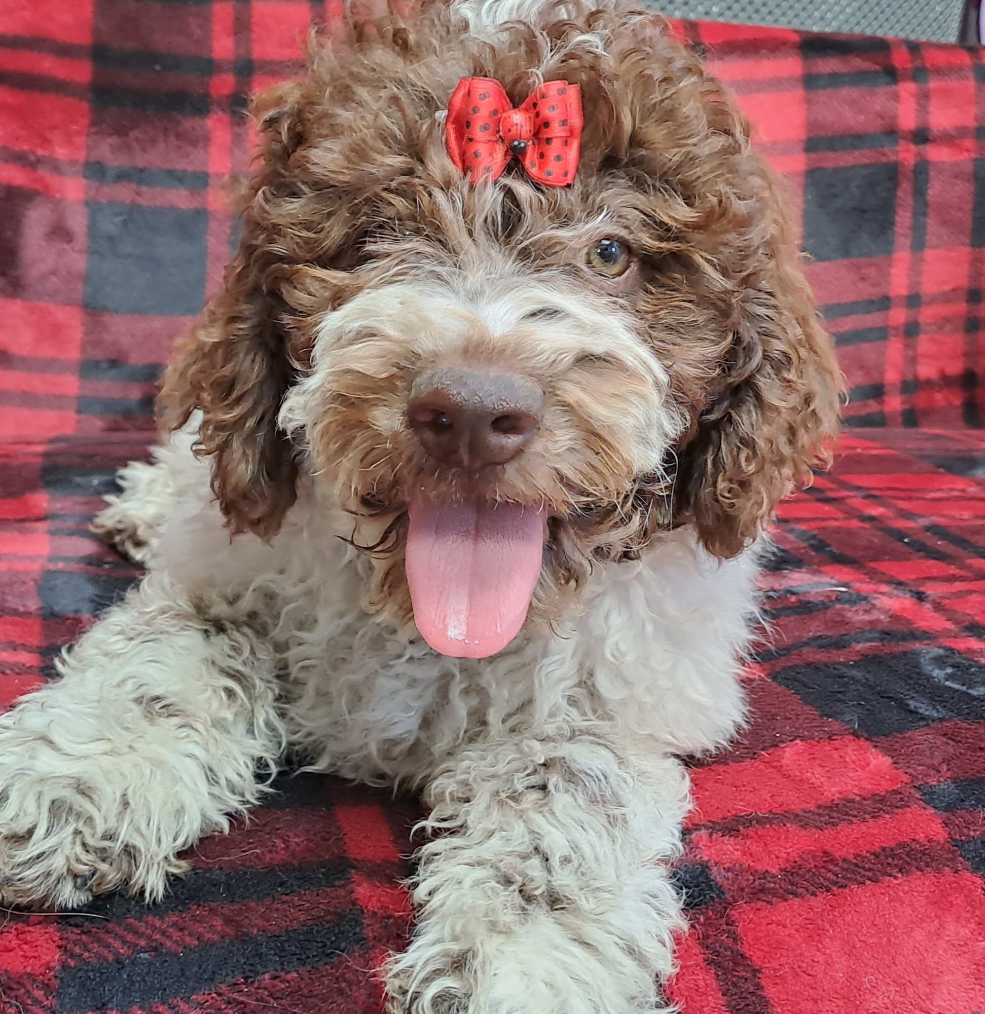 Szczeniaki lagotto Romagnolo