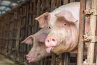 Продам свині (мʼясна порода ) живою вагою від 200 кг