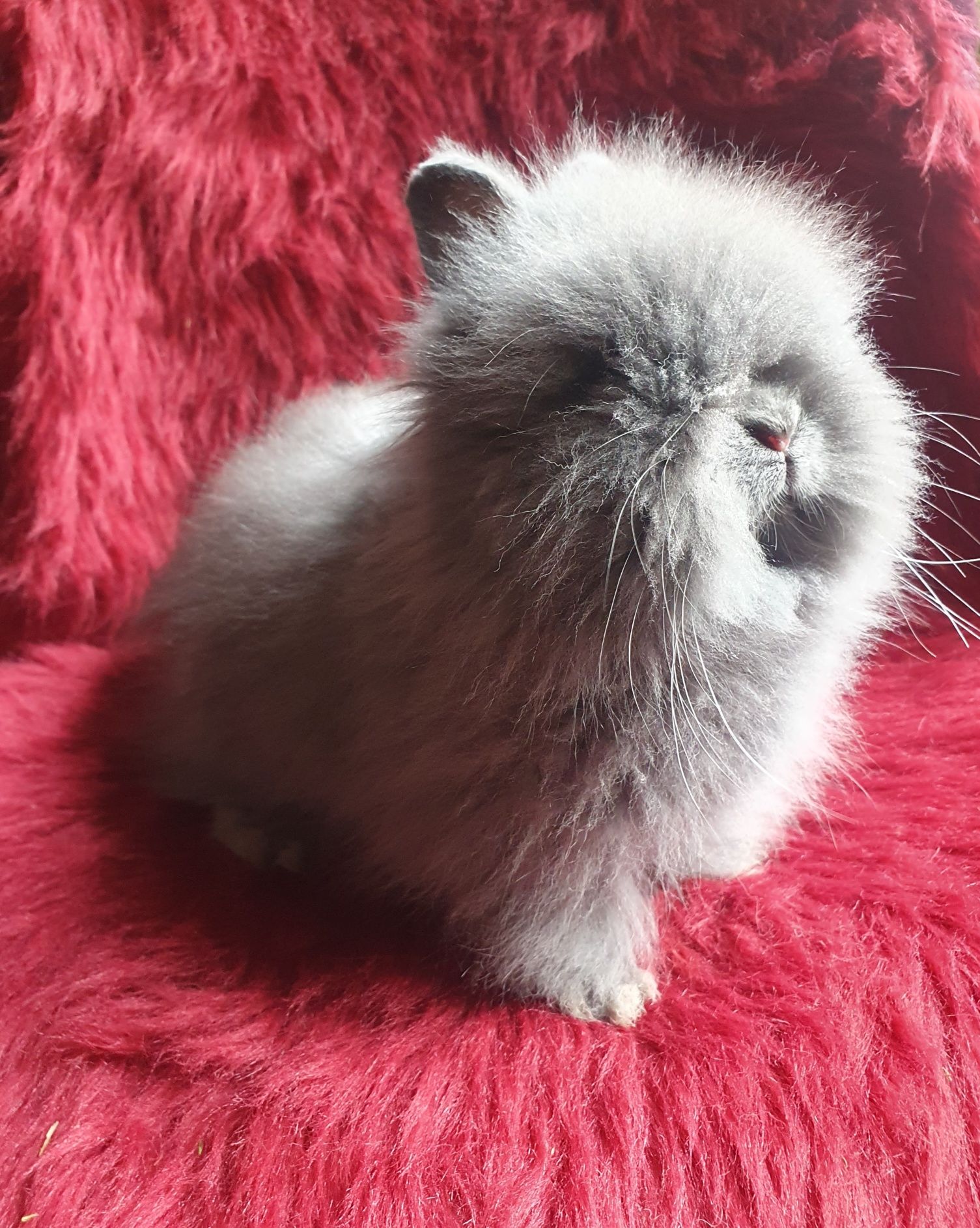 Króliki karzełki Mini lop ,Teddy