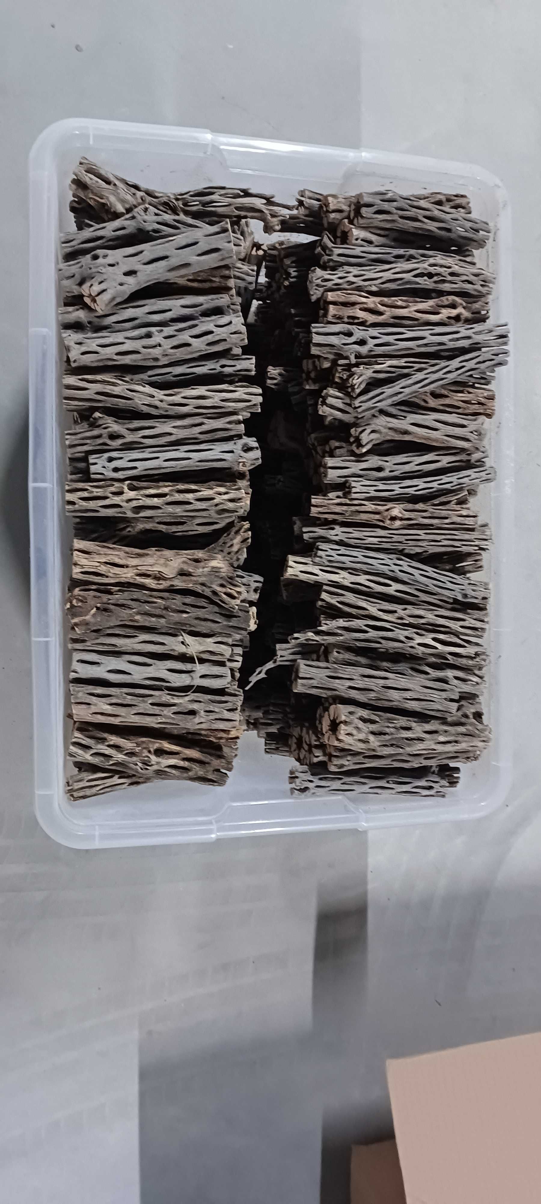 200x Troncos de Cholla cactus wood