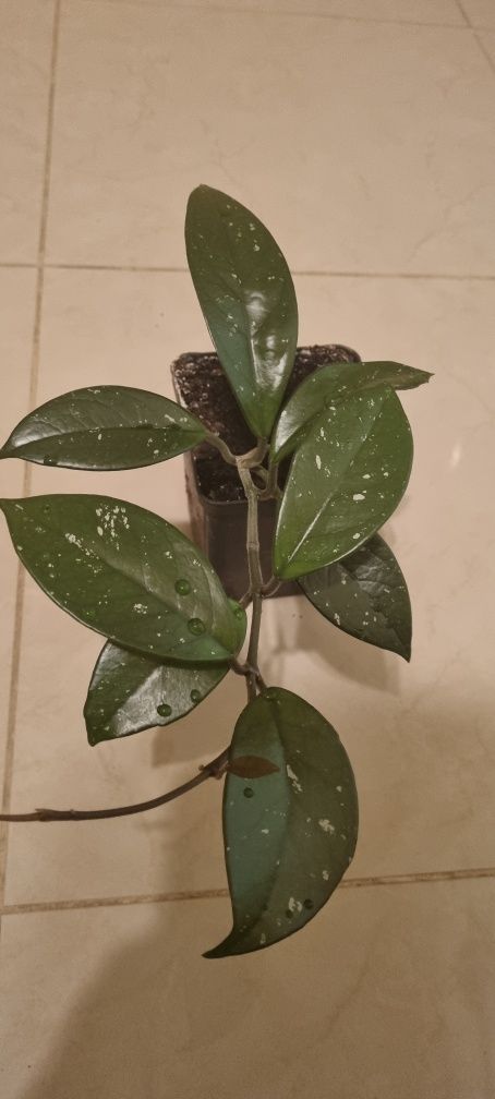Hoya carnosa -  Hoja Różowa roślina w doniczce P-9