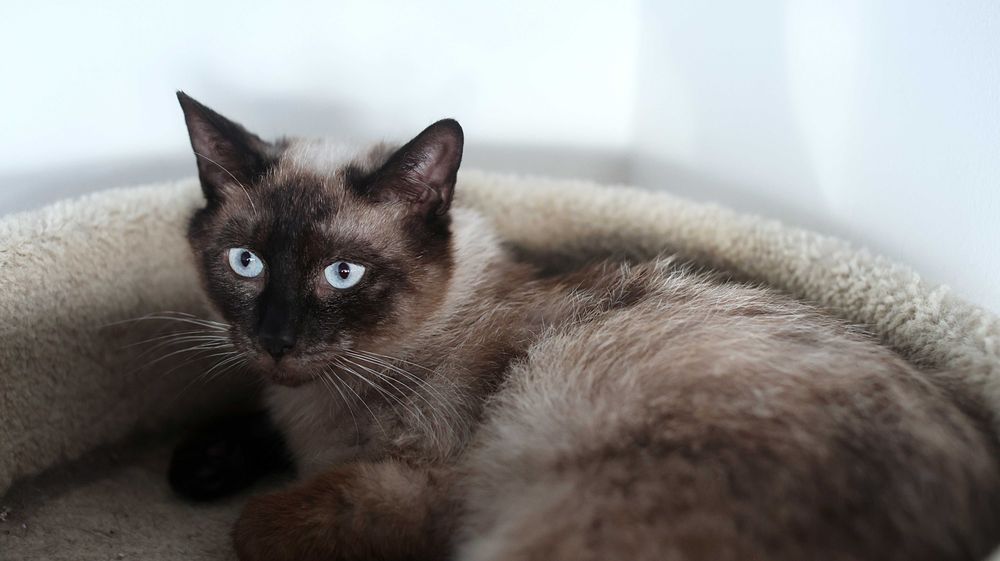 Galio i Asimi czekają na wspólny dom.