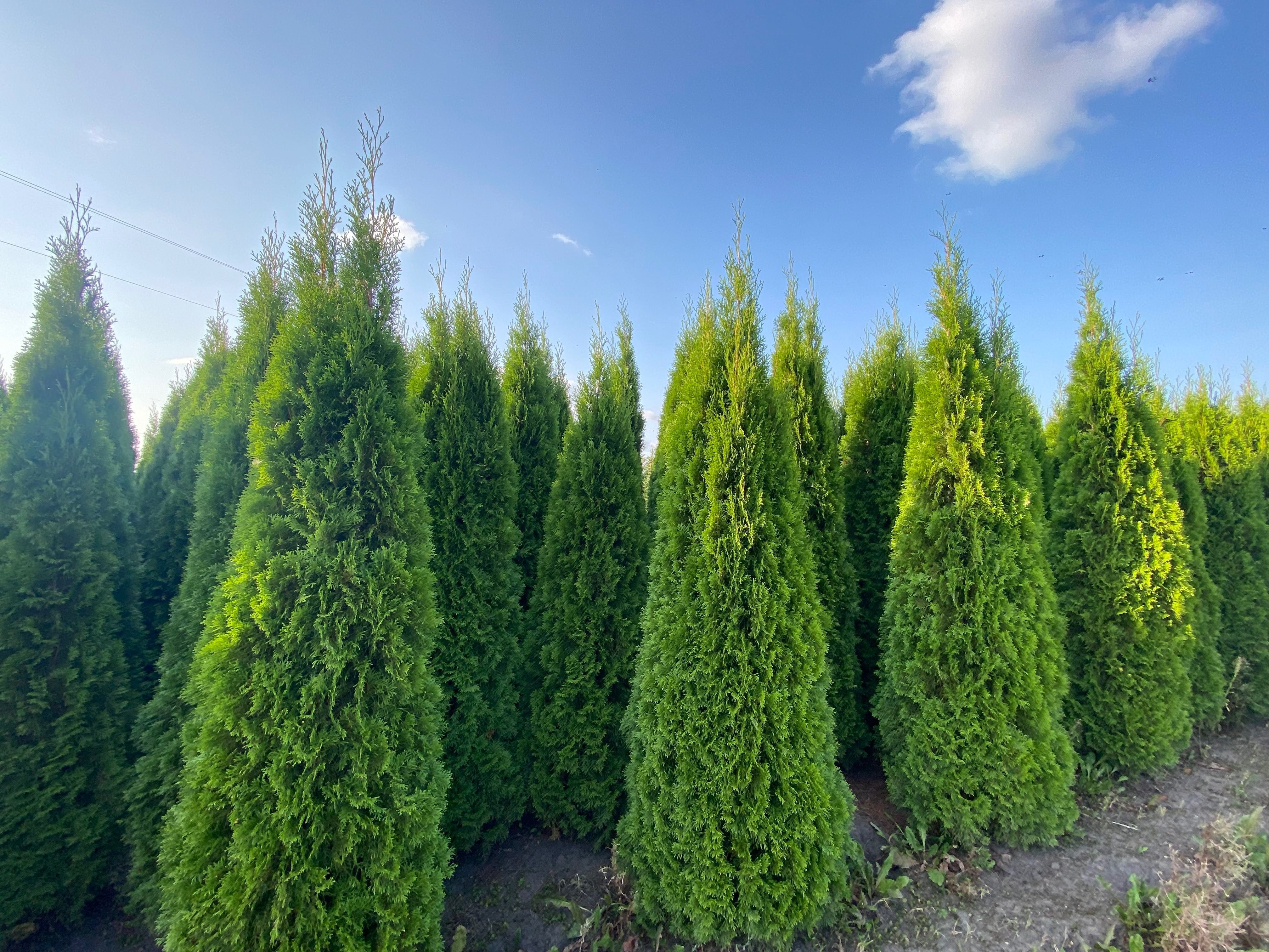 Thuja Golden Smaragd Jantar 240-320 cm i inne żywopłot Transport