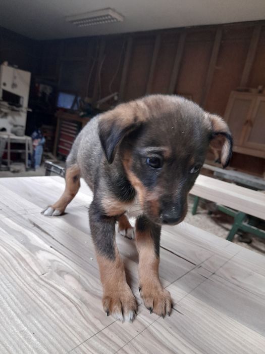 Oddam suczkę szczeniaka w dobre ręce