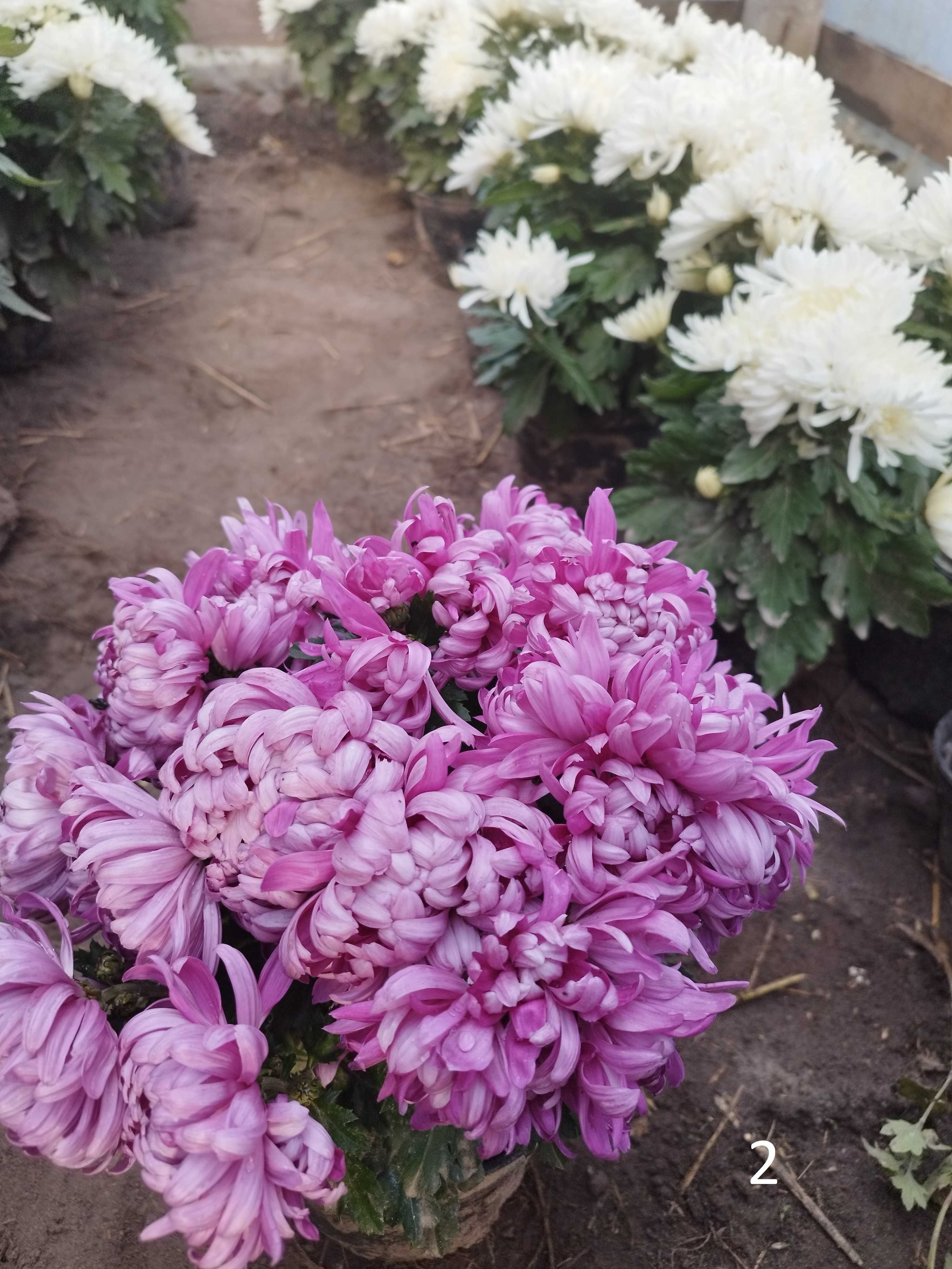 саджанці хризантеми мультифлора, корейка та великоквіткова хризантема