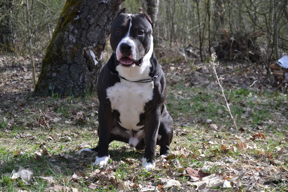 Чистокровний амстафф запрошує на в' язку АСТ стафф