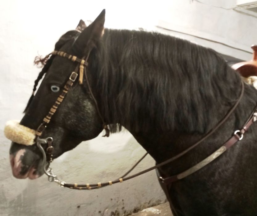 Хакамора з мотузковим оголів'ям та поводом