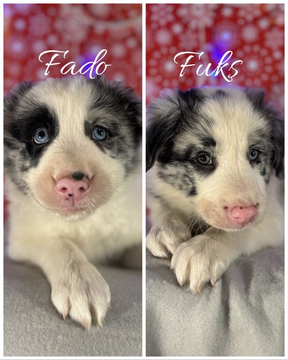 Szczeniak border collie z rodowodem (z bad.genetycznymi)