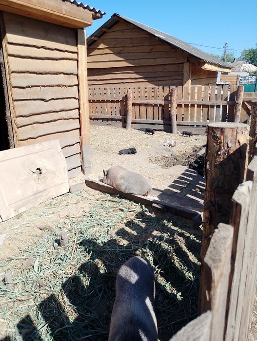 Єко ферма. Реалізує..Мініпіги. карликові