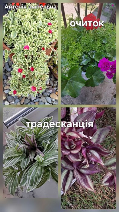 Традесканція , аптенія варієгатна