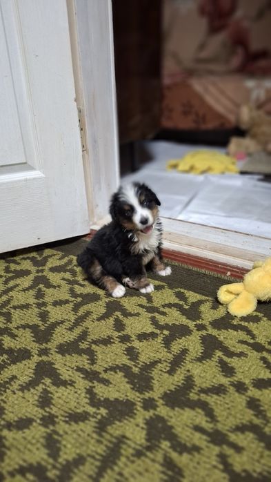 Бернский Зеннехундер.Девочка.