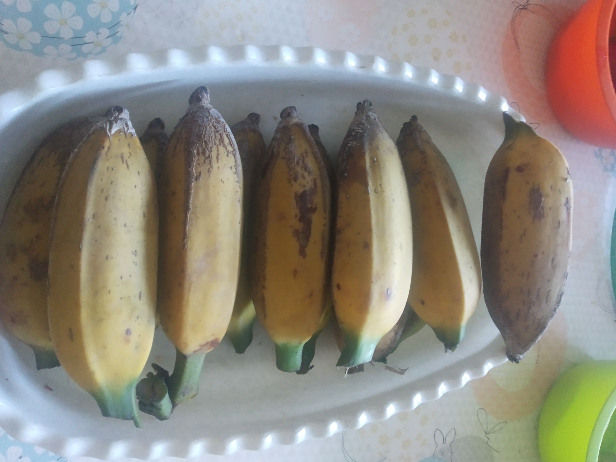 Bananeiras com altura de. 1 ; metro