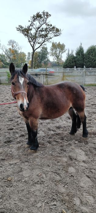 Klacz Polski Koń Zimnokrwisty