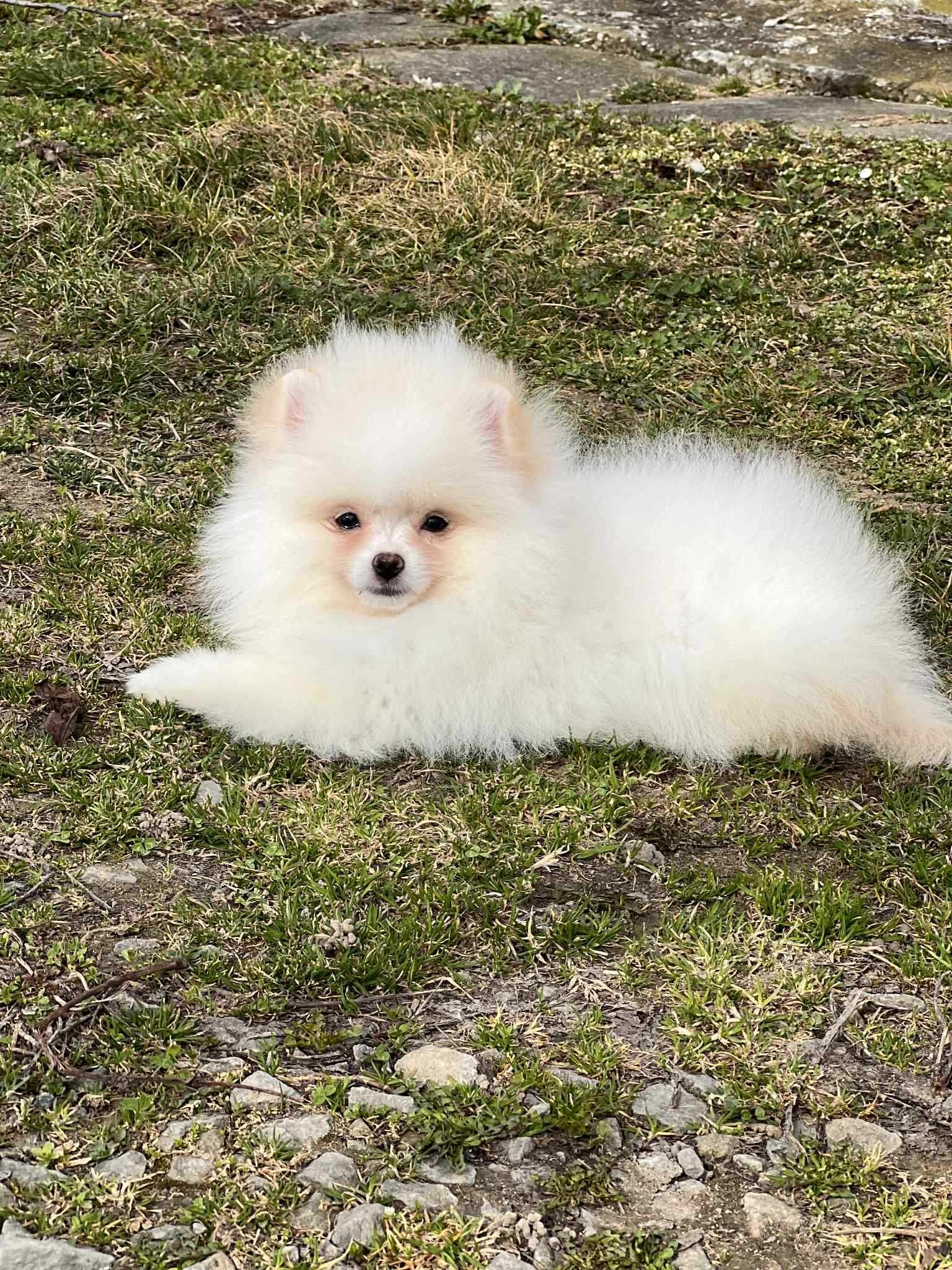 Szpic miniaturowy pomeranian