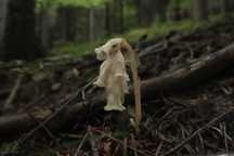 Korzeniówka pospolita (Monotropa hypopitys) - świeże pędy