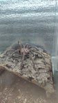 Pchormictopus sp.Dominican Purple samiec +terrarium