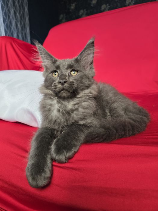 Майбутні леви. Кошенята Мейн кун.