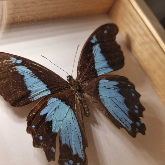 MOTYL W RAMCE - Papilio charopus montuosus, samiec